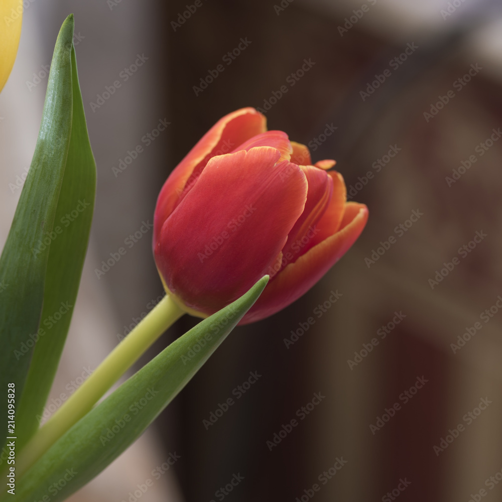 Red tulip in the interior Red tulip in the interior