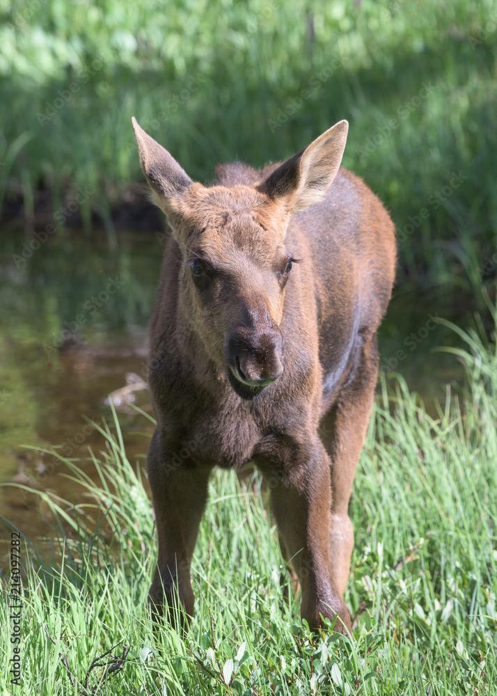 Fototapeta premium Shiras Moose of The Colorado Rocky Mountains