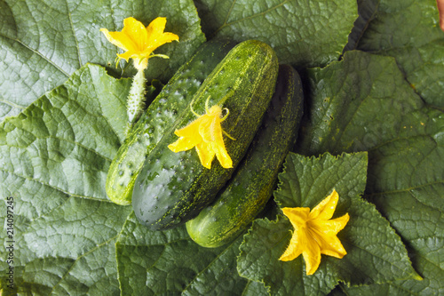 Organic whole cucumbers and yellow flowers on green leaves. Vegetarian food concept. Top view