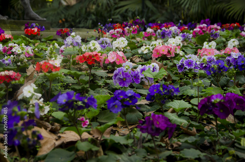  Jardín con muchas plantas Geranio. (Geranio) 