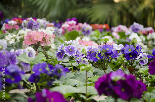 Fototapeta Naklejka Na Ścianę i Meble -  
Jardín con muchas plantas Geranio. (Geranio) 