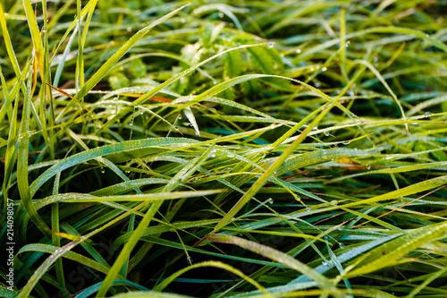 Tiny dewdrops on thin green grass blades macro