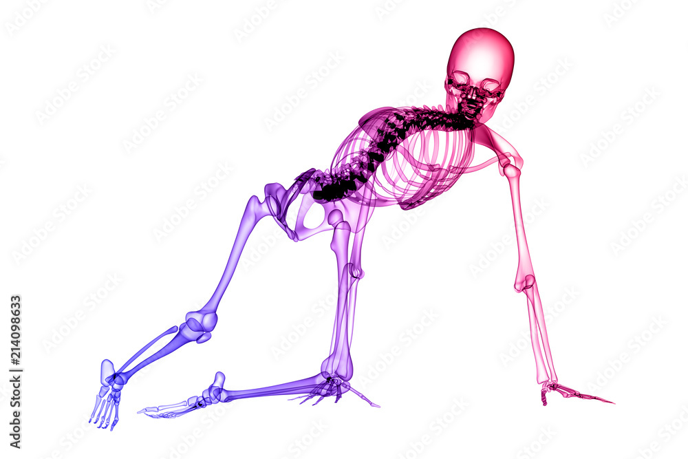 X RAY SKELETON 3D RENDER
