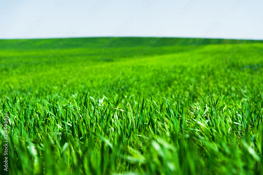 Image of a landscape of a green grass or wheat field and a blue sky with patterns from the clouds. The concept of serenity of ecology and spring Image of a landscape of a green grass or wheat field and a blue sky with patterns from the clouds. The concept of serenity of ecology and spring