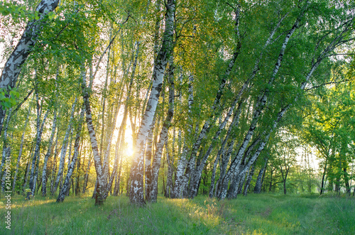 birch grove in the morning  the sun through the trees  horizontal composition
