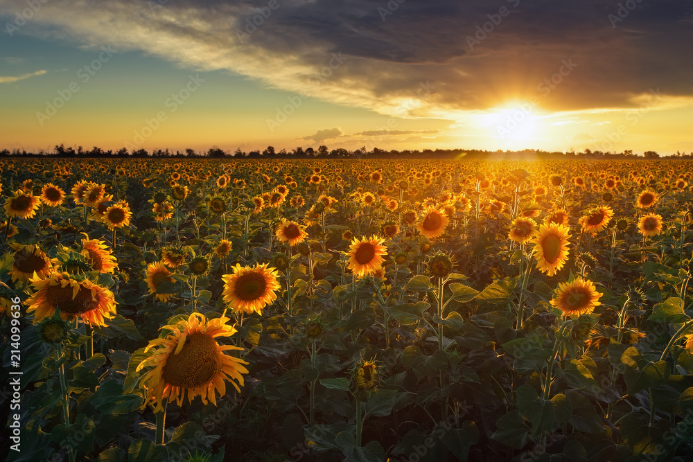 Naklejka premium Summer landscape: beauty sunset over sunflowers field
