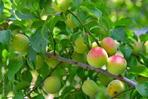 南高梅 / Japanese plum