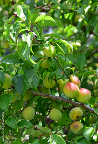 南高梅 / Japanese plum