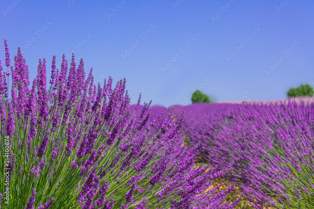 Obraz premium Spikes of lavender on a blue sky background