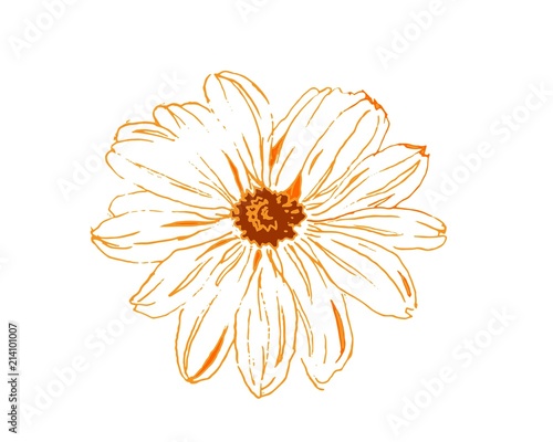 Camomile yello flower, hand drawing watercolor illustration
