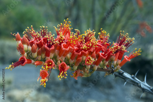 Ocotillo in Bloom Springtime Tucson, Arizona