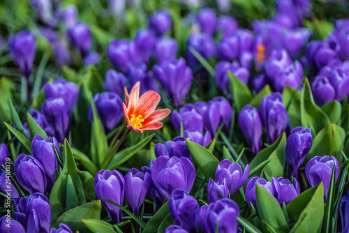 Purple flower tulip lit by sunlight. Soft selective focus  tulip close up. 