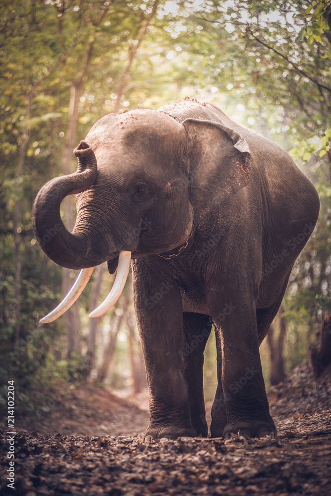 Elephant in the jungle of Asia, Thailand