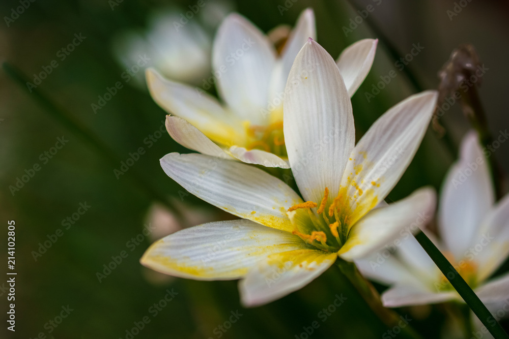 Tiny beauty of mother earth, for greetings and postcard prints