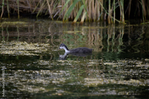 A babyduck