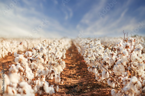 Cotton Field in West Texas