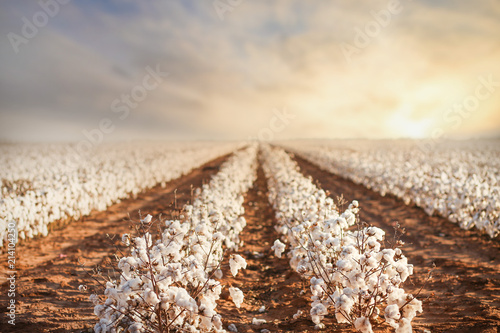 Cotton Field in West Texas photo