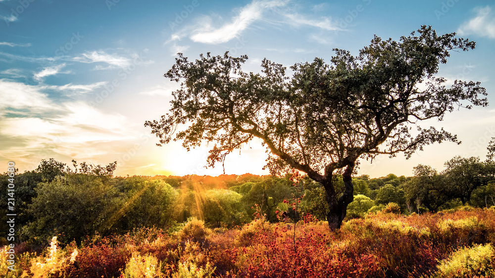 oak in afternoon colors in the summer sun oak in afternoon colors in the summer sun