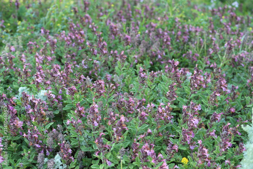 Purple flowers bloom in a meadow Purple flowers bloom in a meadow