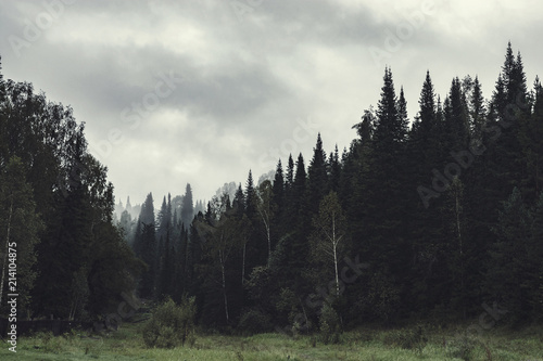 Obraz na plátně Gloomy atmosphere of evening in dark forest