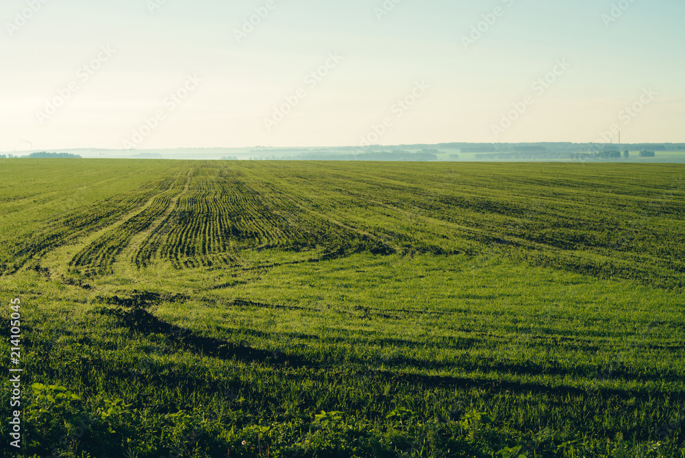 Ploughed field in springtime with copy space. Rich green background of field with furrows from plow close up under blue sky. Tree, bushes and industrial pipes on horizon.