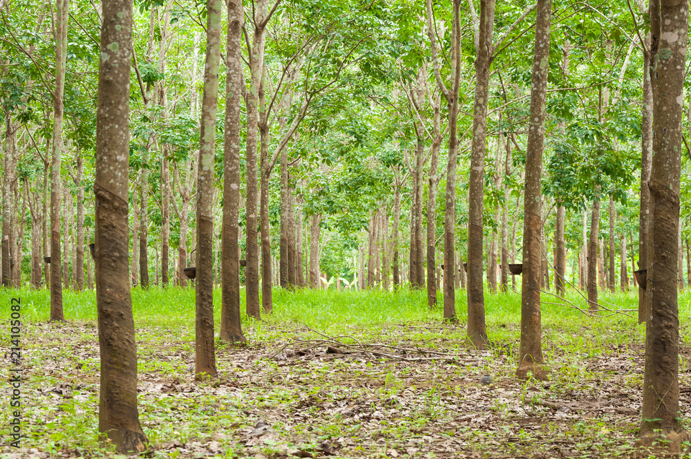 Row of para rubber plantation in South of Thailand,rubber trees Row of para rubber plantation in South of Thailand,rubber trees