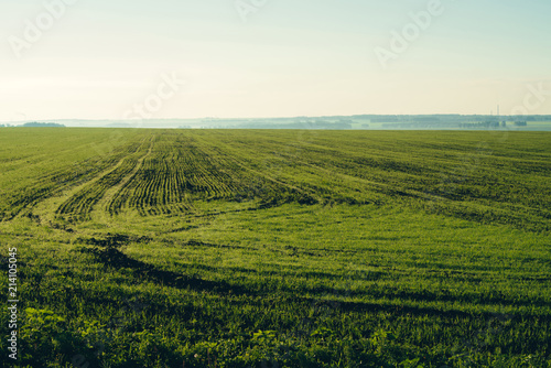 Ploughed field in springtime with copy space. Rich green background of field with furrows from plow close up under blue sky. Tree, bushes and industrial pipes on horizon.