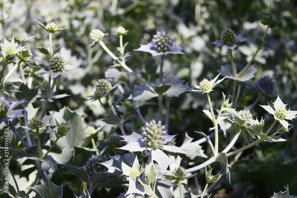 Eryngium maritimum - plant under protection with burr-shaped metallic blue flowers Eryngium maritimum - plant under protection with burr-shaped metallic blue flowers