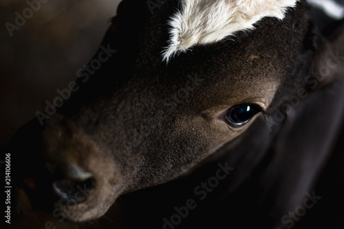 Fototapeta picture of a calf close-up