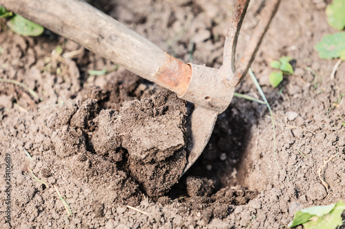 Closeup woman gardener digging soil