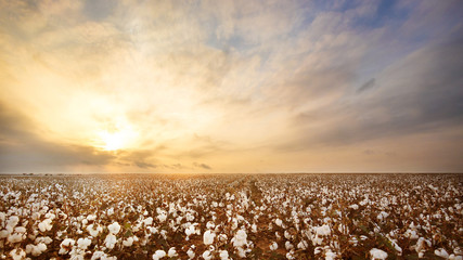 Fototapete Honigfarbe Baumwollfeld in West-Texas  © MeganBetteridge