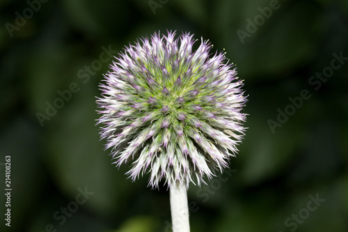 eine distelblume fotografiert in makro und nahaufnahme