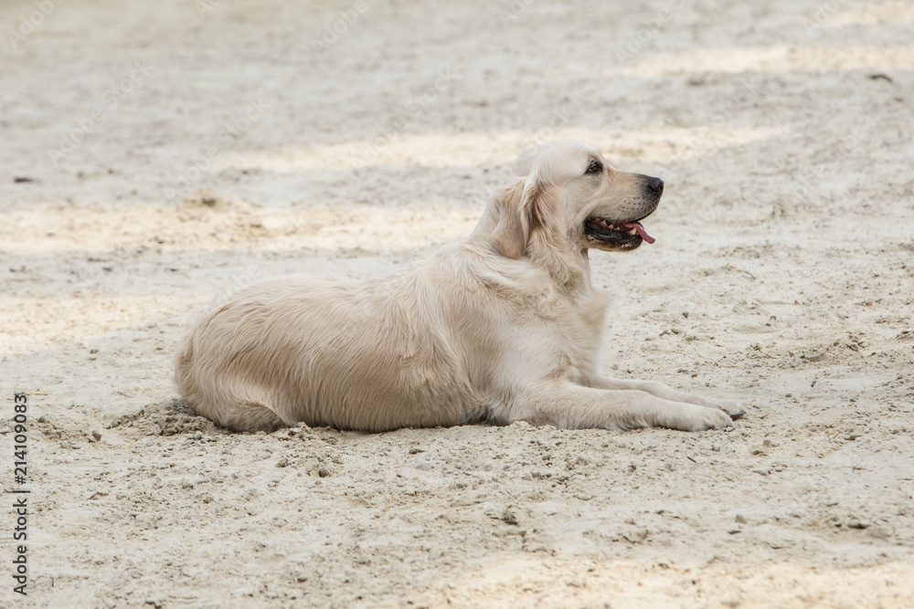 Portrait of golden retrievers dog in Belgium Portrait of golden retrievers dog in Belgium