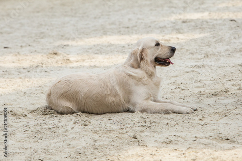 Portrait of golden retrievers dog in Belgium