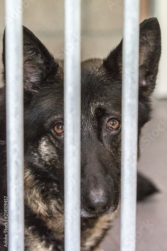 Photography Portrait of abandoned dogs or cats in shelters in belgium