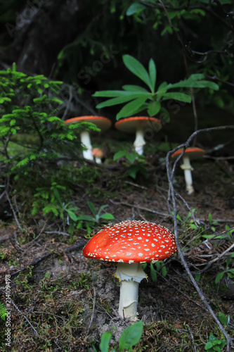 red mushroom in the forest in Turkey