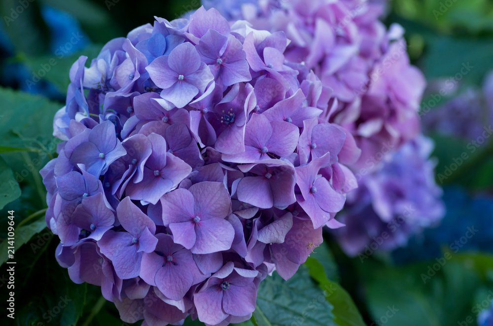 hydrangea flowering plants floral theme backdrops hydrangea flowering plants floral theme backdrops