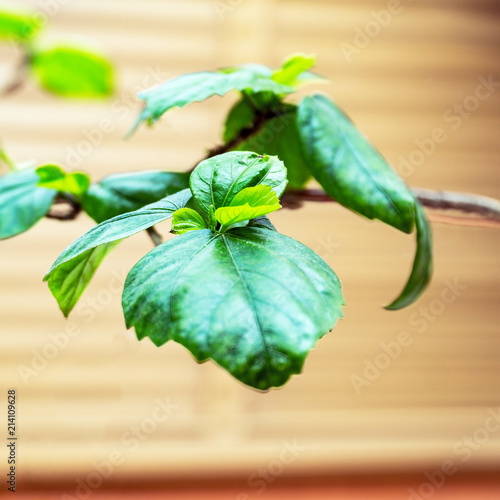 Green hibiscus leaves