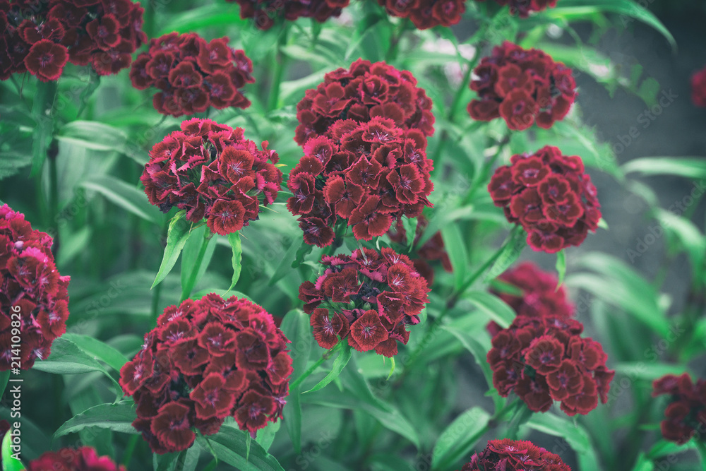 Turkish carnation maroon on a natural background Turkish carnation maroon on a natural background