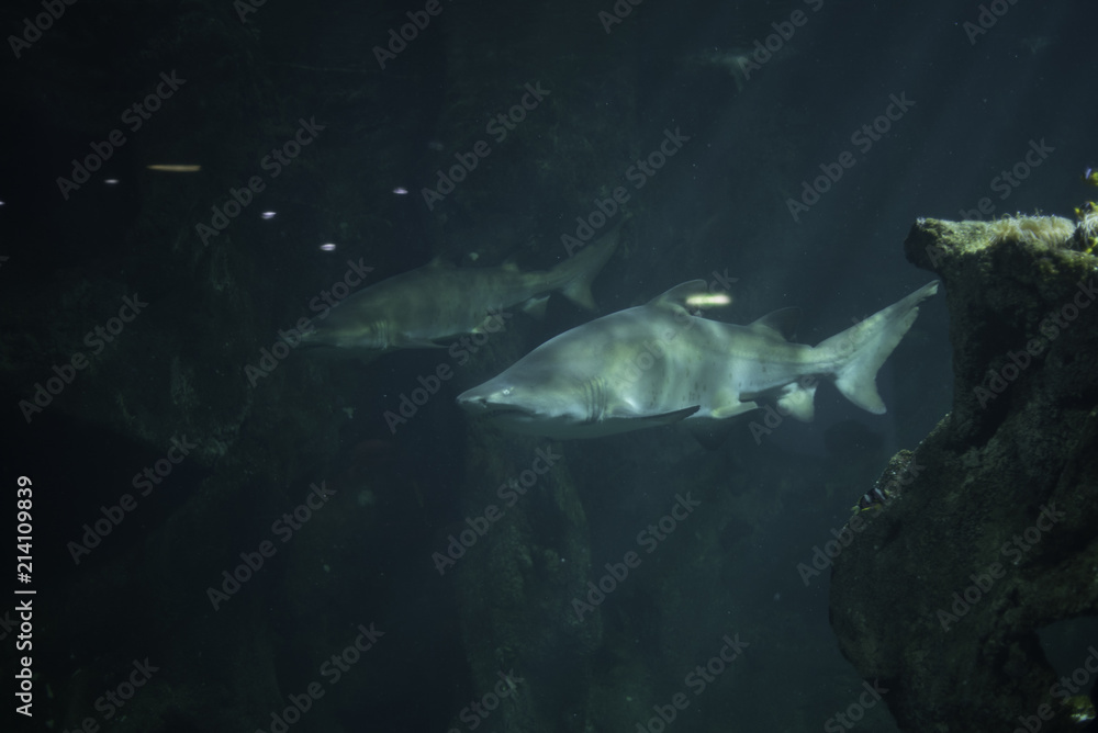 Fototapeta premium Requin blanc 