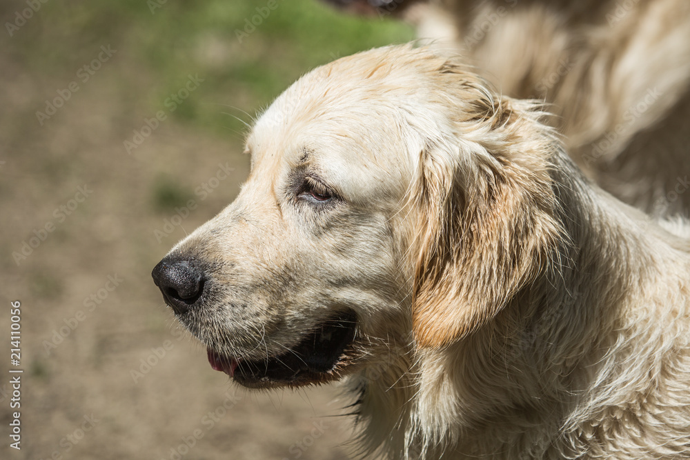 Portrait of golden retrievers dog walking in belgium Portrait of golden retrievers dog walking in belgium