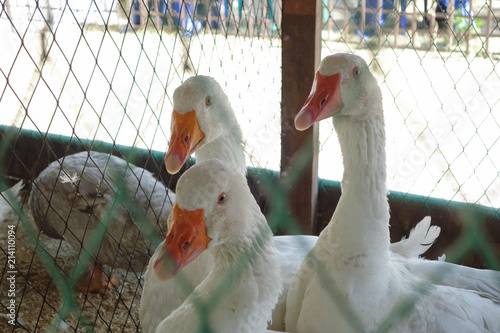 Three white goose in a cage