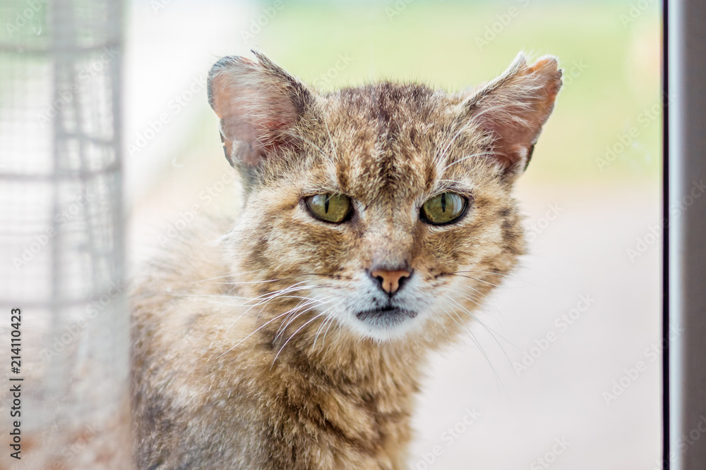 An old cat looks in the window and asks him to be allowed into the room_