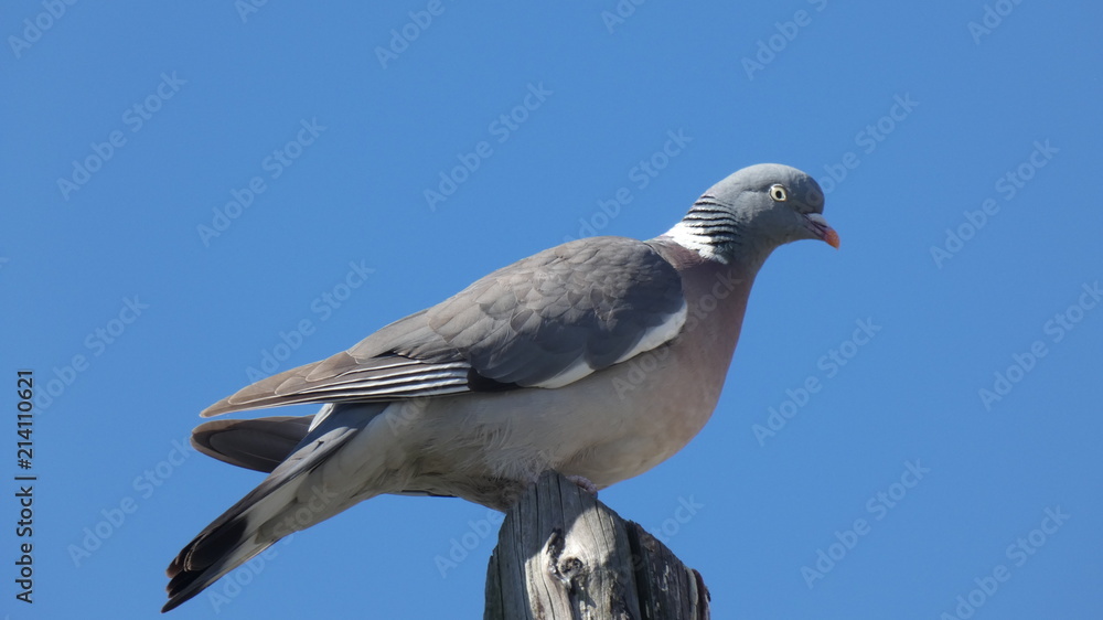 Pigeon on Post