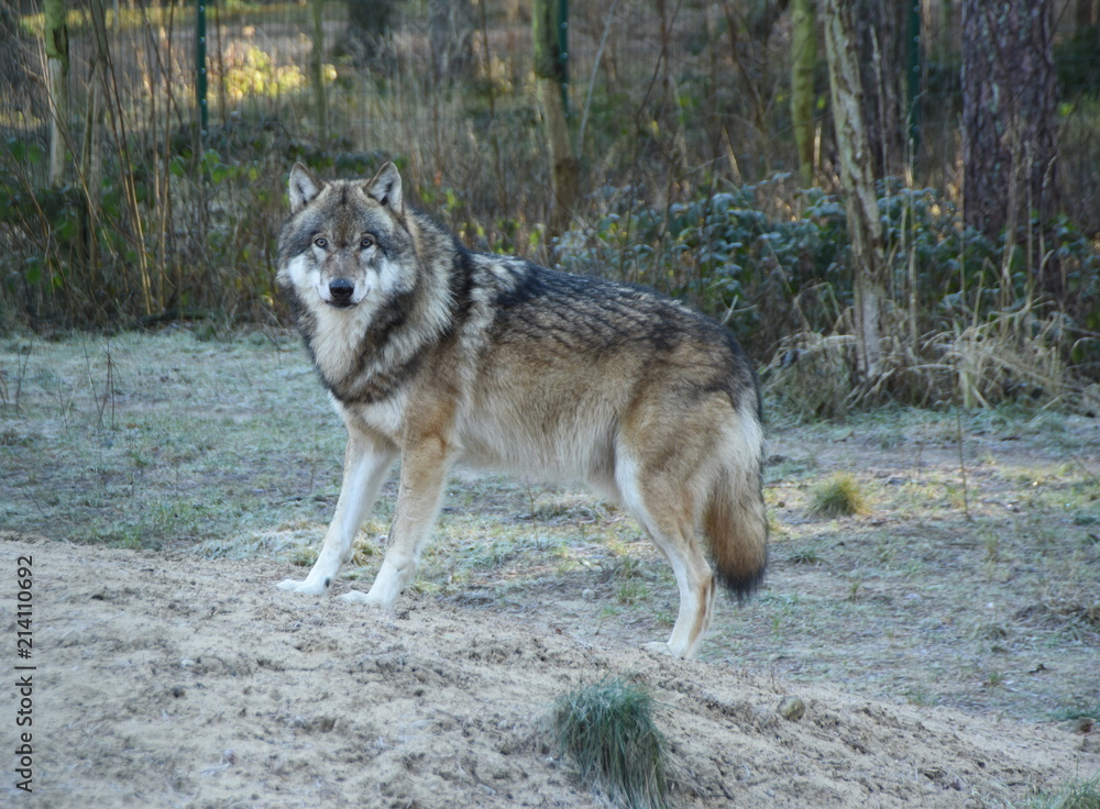 Junger Wolf im Tierpark Ueckermünde Junger Wolf im Tierpark Ueckermünde