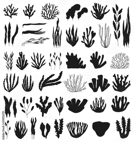 corals and algae large vector silhouette set. isolated on white background