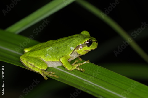 Tree Frog is hunting at night