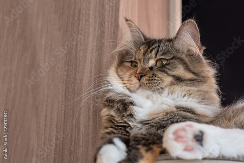 Photos ラガマフィン 猫
