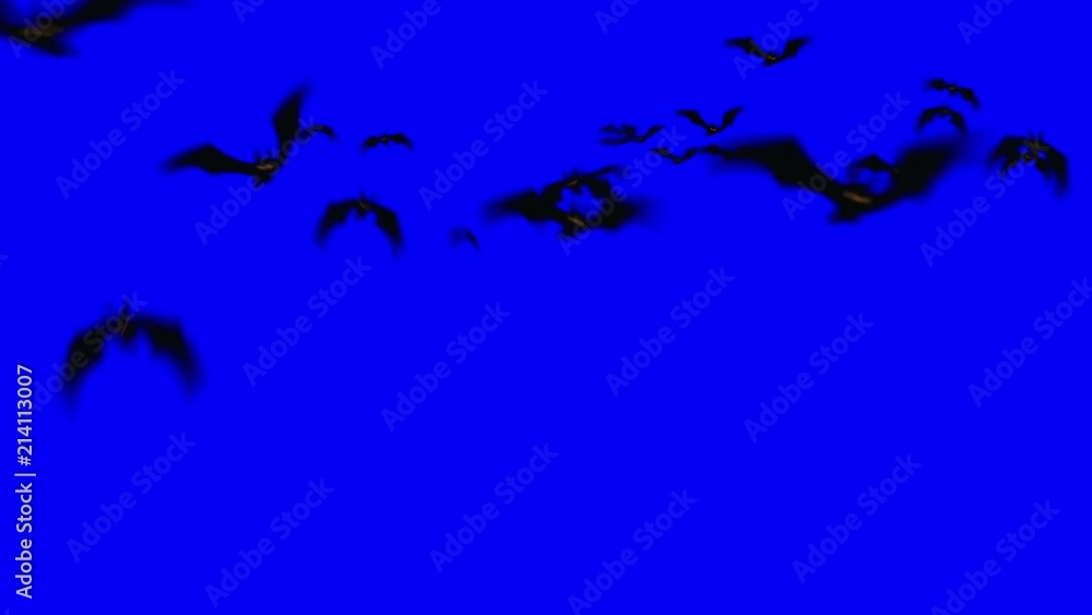 Bats on Blue Screen Chroma Bats on Blue Screen Chroma