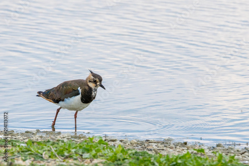 Lapwing